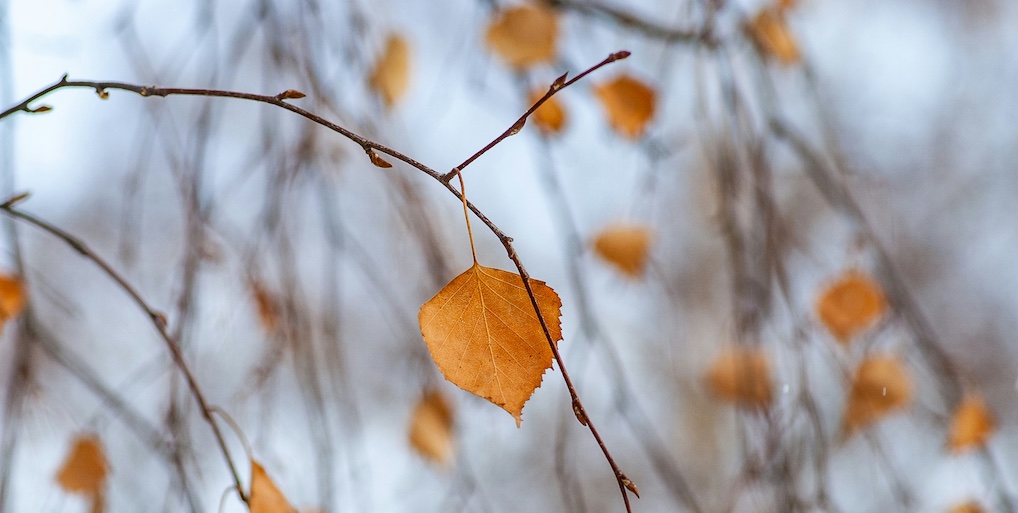foto yin yoga nindra